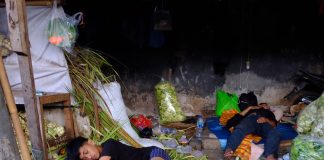 kelelahsan di tengah tumpukann daun kelapa