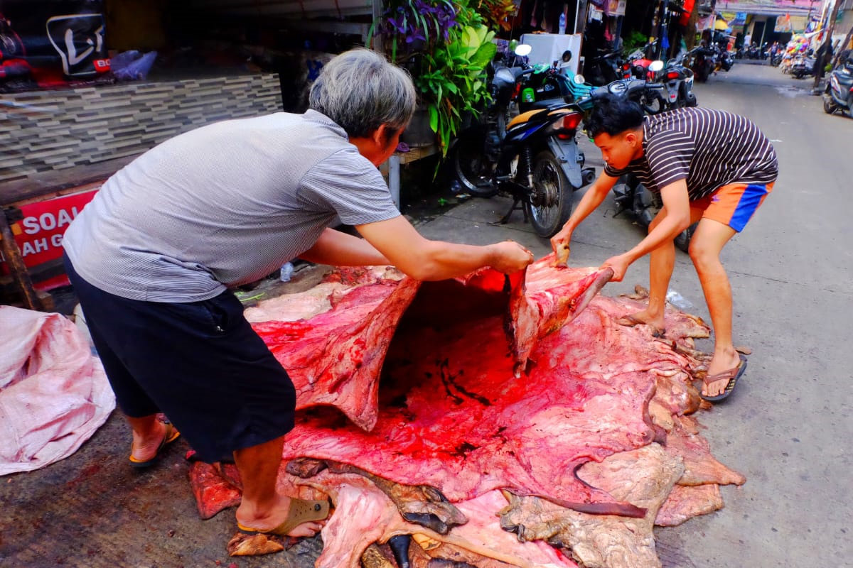 kulit hewan qurban