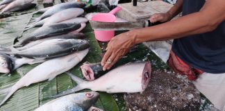 festival bandeng rawa belong 2026 01