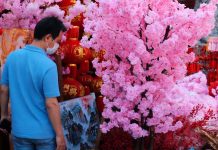 menyambut imlek penjualan pohon mei hua meningkat 02