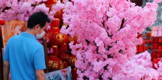 menyambut imlek penjualan pohon mei hua meningkat 02