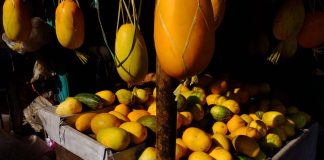 timun suri, buah favorit berbuka yang diburu saat ramadhan 1447 h 01