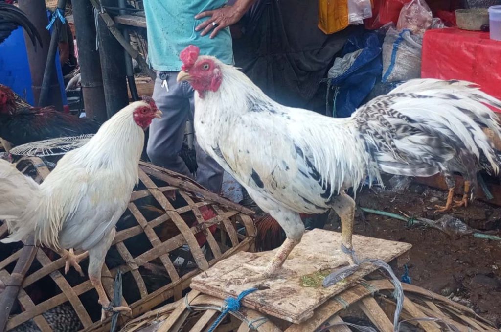 Ayam Kampung Diserbu Pembeli di Pasar Palmerah