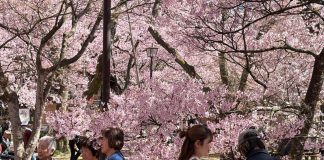 takato castle park dipenuhi wisatawan saat sakura mekar sempurna 01