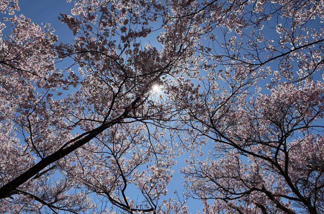 takato castle park dipenuhi wisatawan saat sakura mekar sempurna 02
