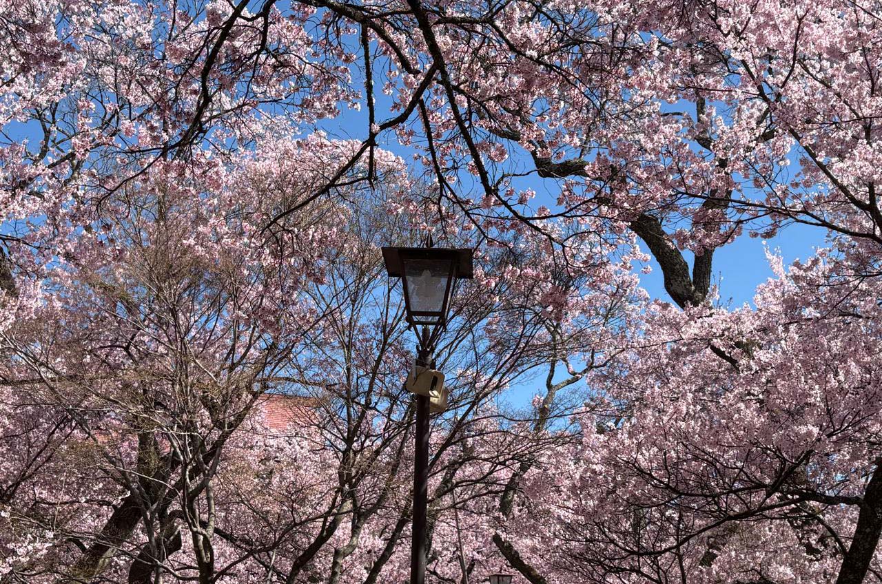 takato castle park dipenuhi wisatawan saat sakura mekar sempurna 03