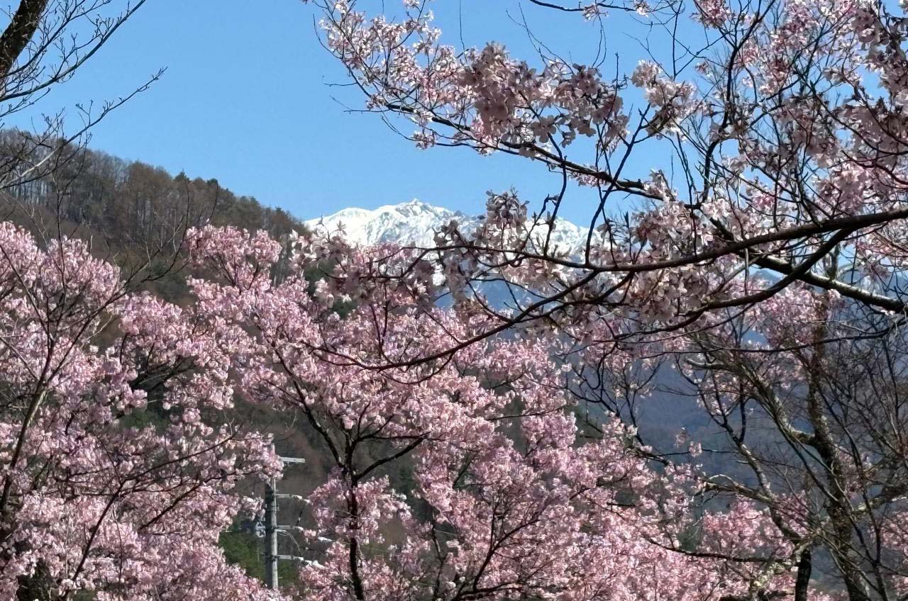takato castle park dipenuhi wisatawan saat sakura mekar sempurna 04