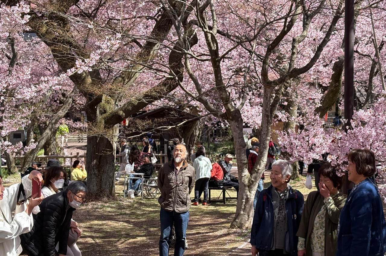 takato castle park dipenuhi wisatawan saat sakura mekar sempurna 05