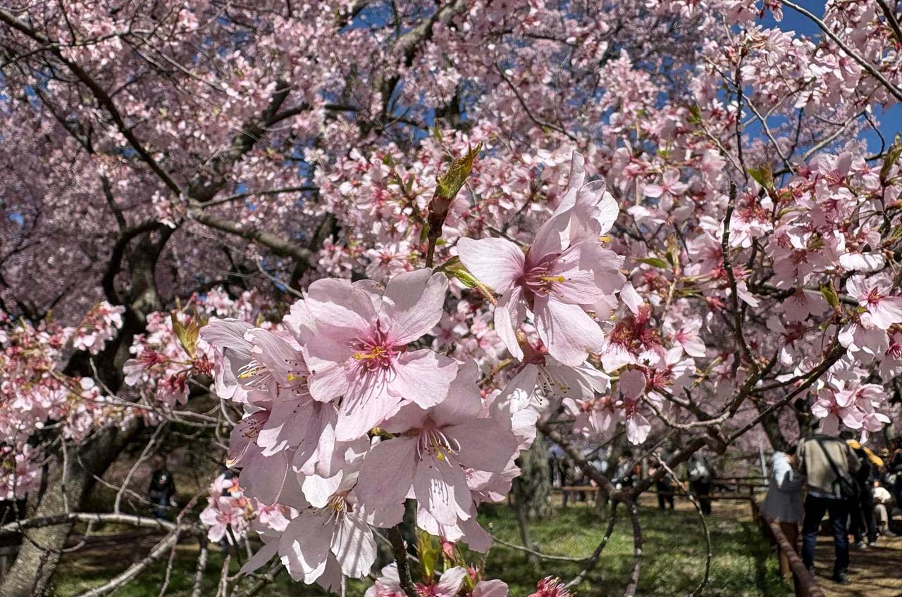 takato castle park dipenuhi wisatawan saat sakura mekar sempurna 06