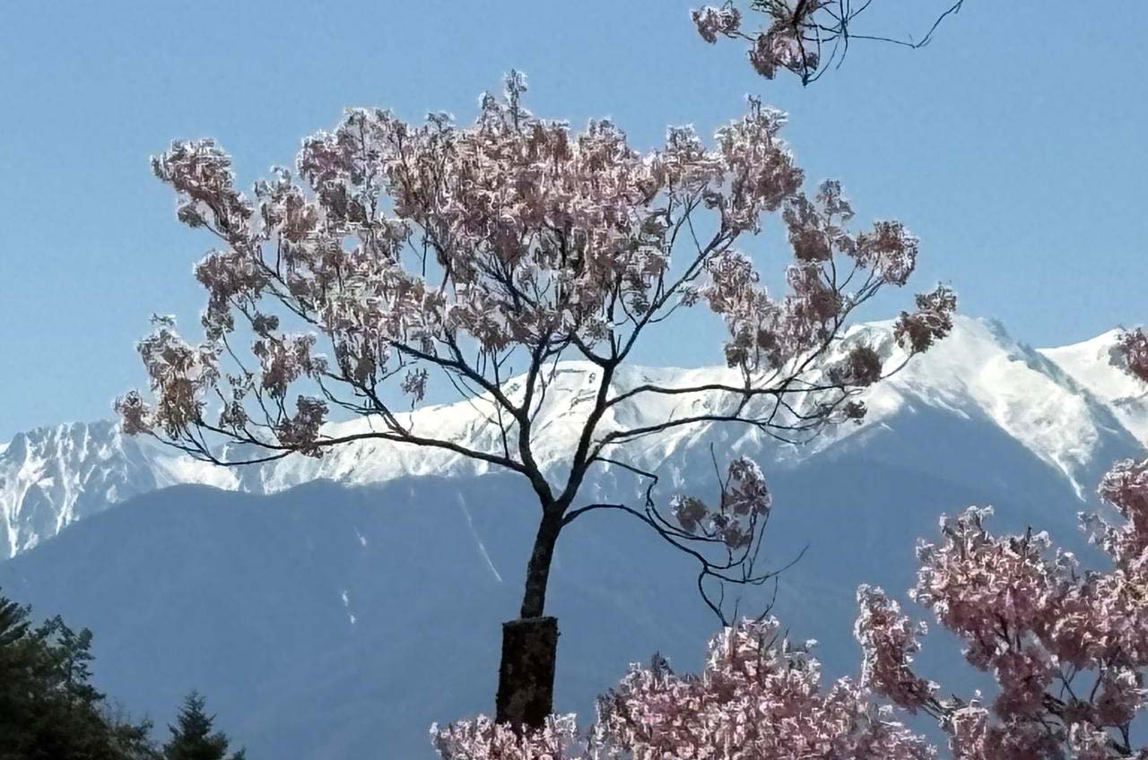 takato castle park dipenuhi wisatawan saat sakura mekar sempurna 07