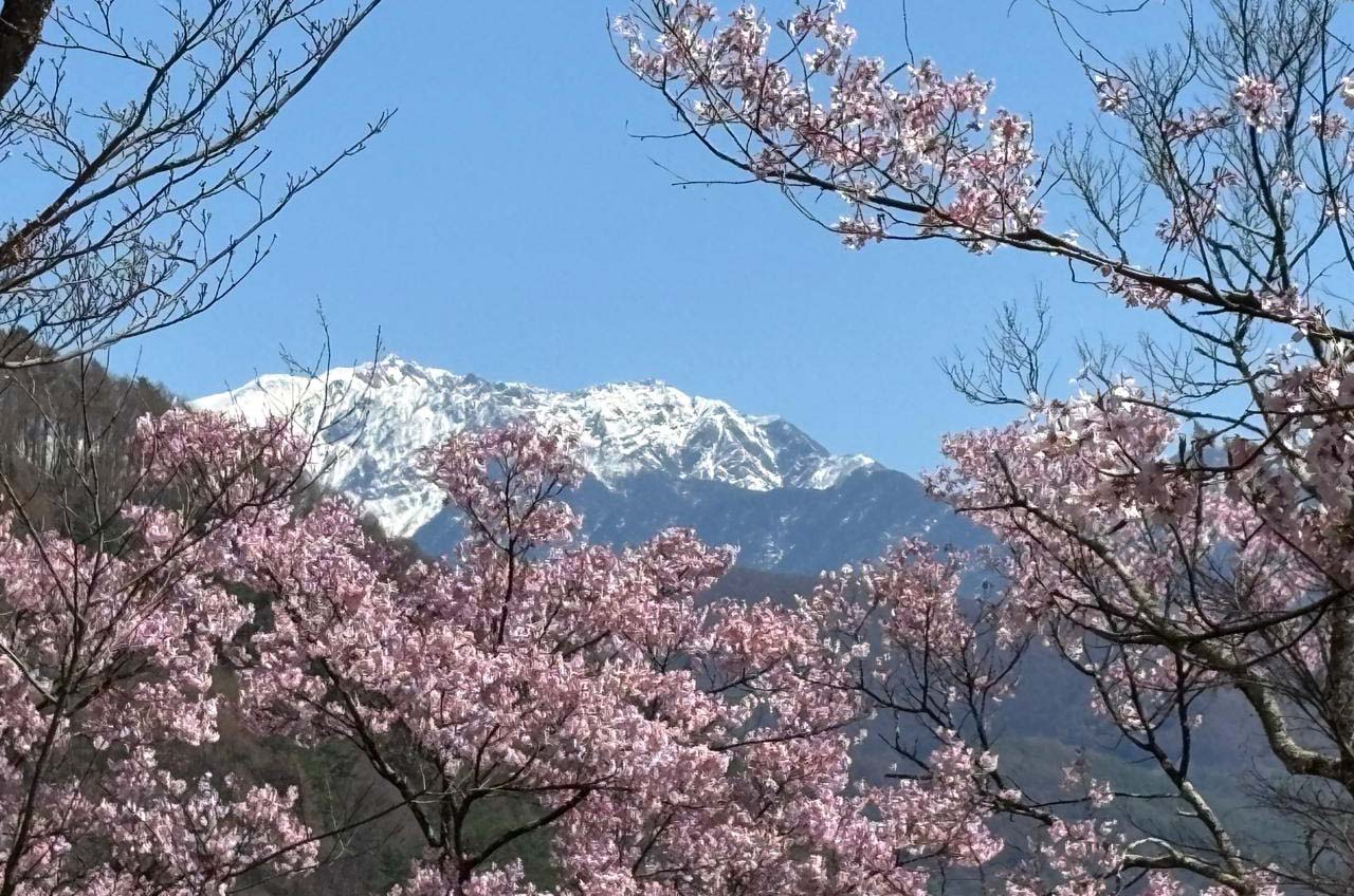 takato castle park dipenuhi wisatawan saat sakura mekar sempurna 08