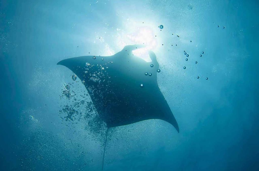 taman nasional komodo adalah salah satu suaka terbesar untuk ikan pari manta