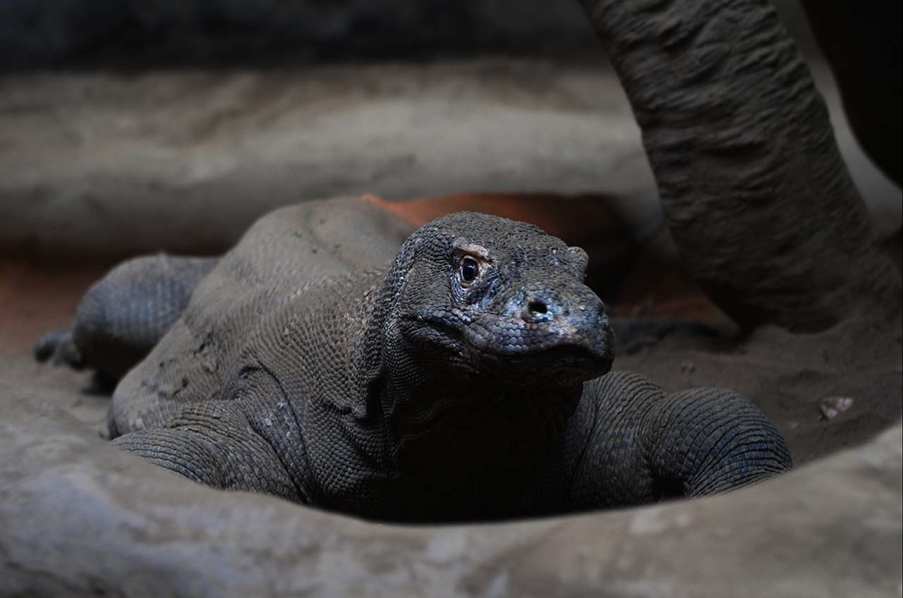 batu secret zoo 03