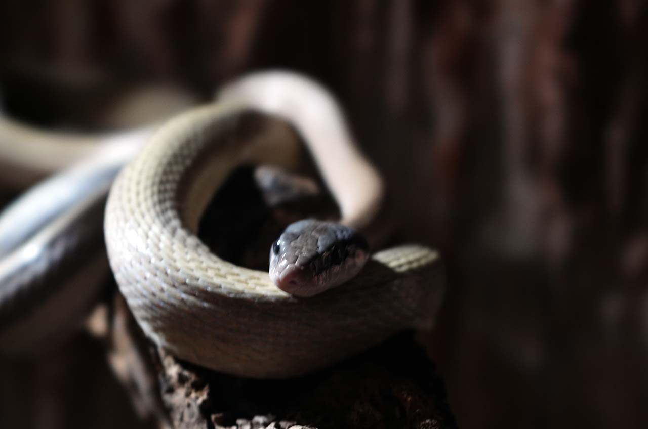 Batu Secret Zoo