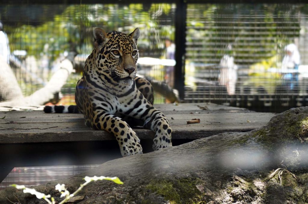 Batu Secret Zoo