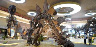 Dino Park